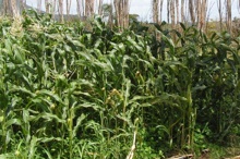 Corn at Waimanalo Station